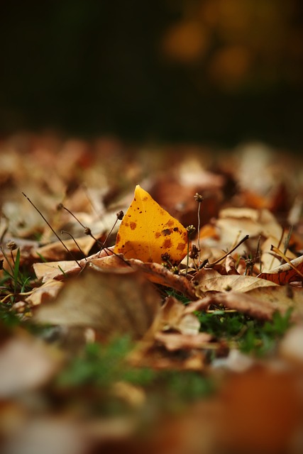 若追溯过往 若追溯过往